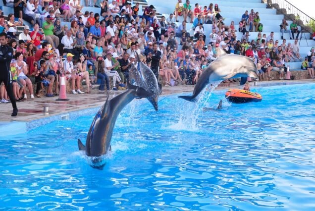 Dolphin Encounter Experience